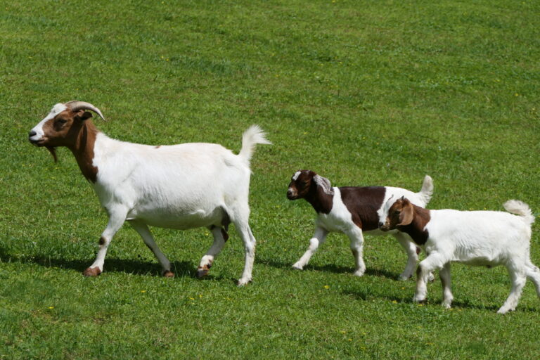 when-to-wean-goats-goat-journal